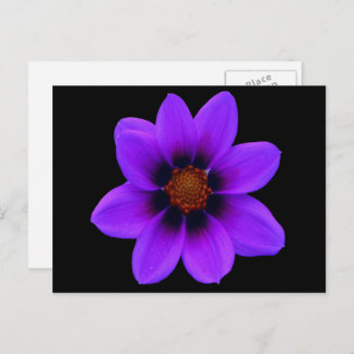 Wild Purple Flower at Dusk Postcard