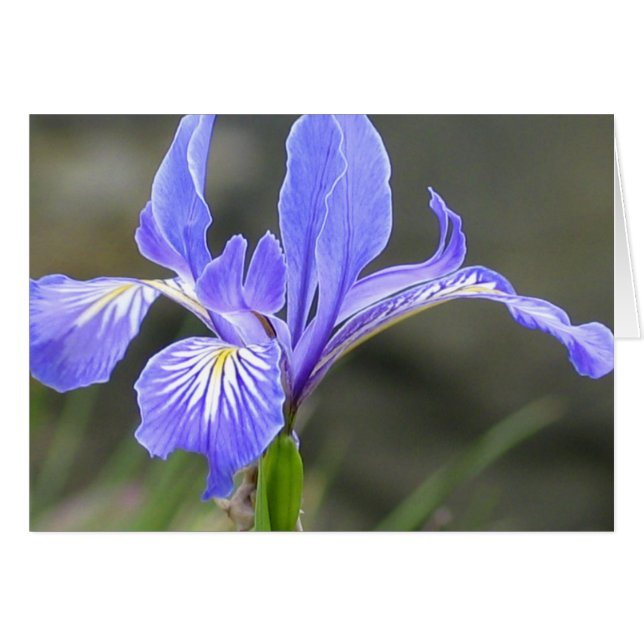Wild Purple Iris Cards (Front Horizontal)