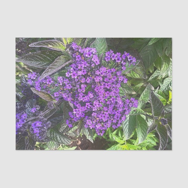 Wild purple lilac flowers spring sage green bush tissue paper (Front)