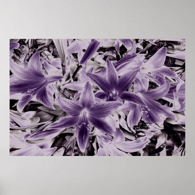 Wild purple lilies.... poster (Front)