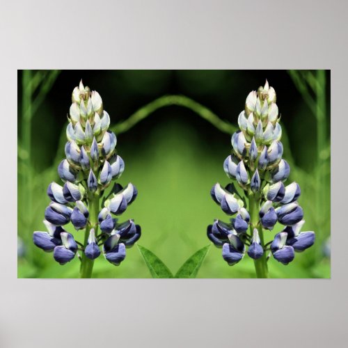 Wild Purple Lupine Flower Mirror Abstract  Poster