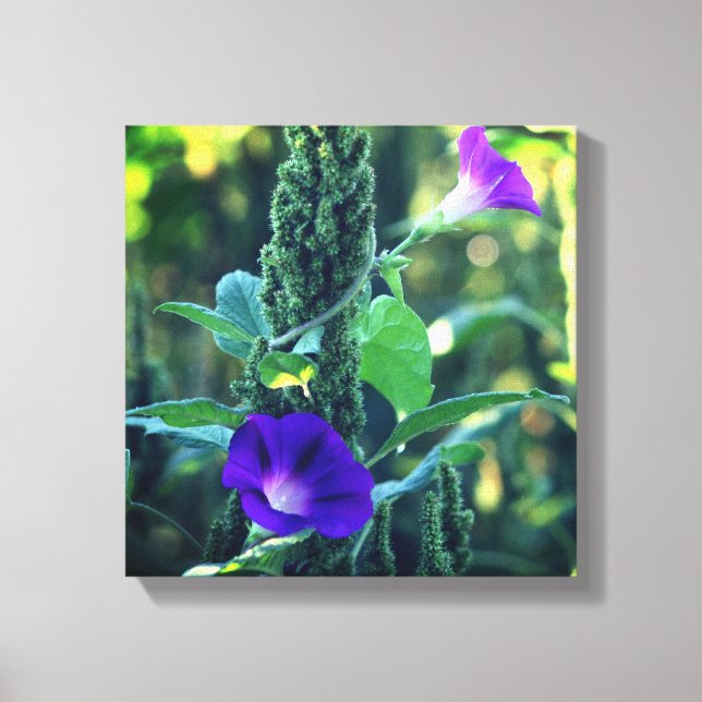 Wild Purple Morning Glory Flowers  Canvas Print (Front)