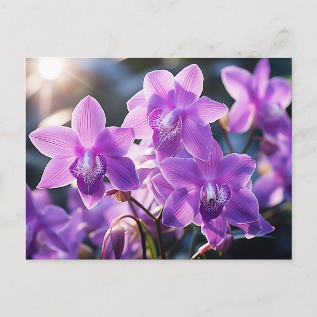 WILD PURPLE ORCHID FROM DOMINICA  POSTCARD (Front)