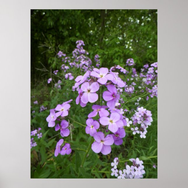 Wild Purple Periwinkle Flower Photograph Poster (Front)