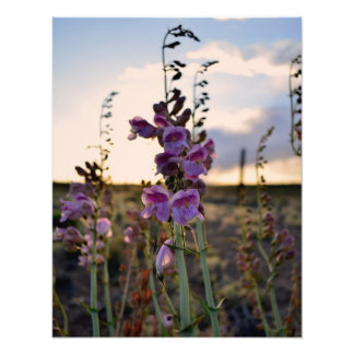 Wild Purple Snapdragons photo print