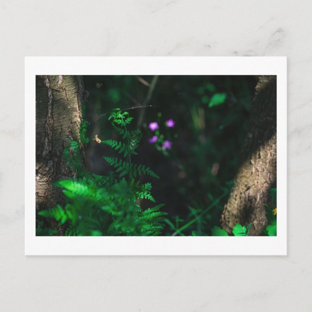 Wild Purple Water Forest Flowers Fern Postcard (Front)