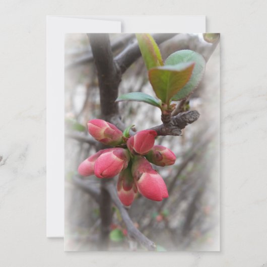 wild quince blooming (Front)