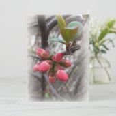 wild quince blooming (Standing Front)