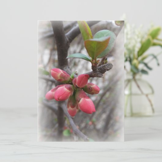 wild quince blooming (Standing Front)