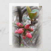 wild quince blooming (Front/Back)