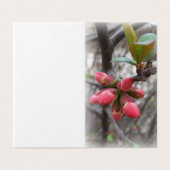 wild quince blooming (Outside Unfolded)