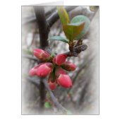 wild quince blooming (Front)