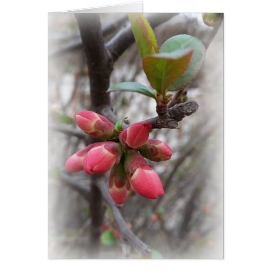 wild quince blooming cards (Front)