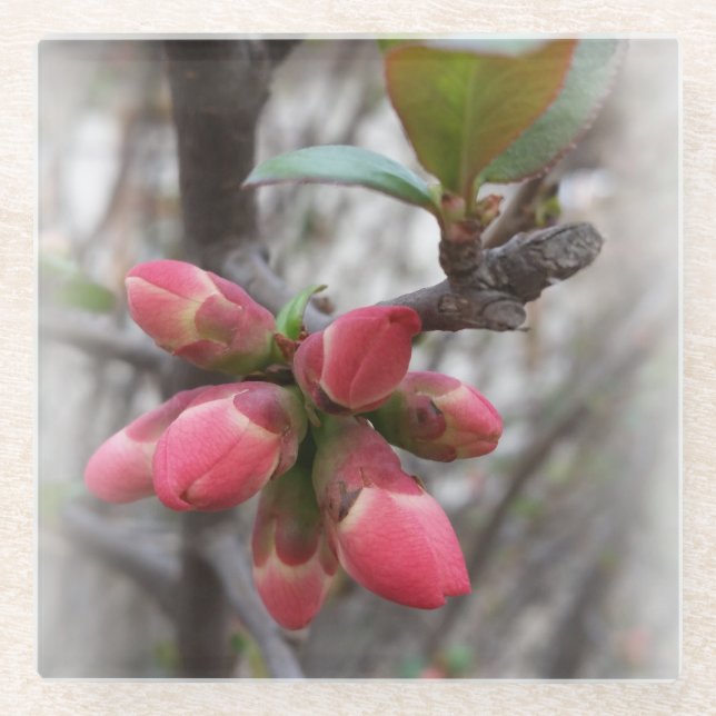 wild quince blooming glass coaster (Front)