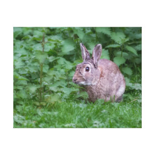 wild rabbit bunny photograph canvas print