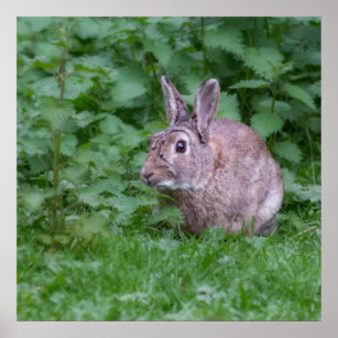 wild rabbit bunny photograph poster