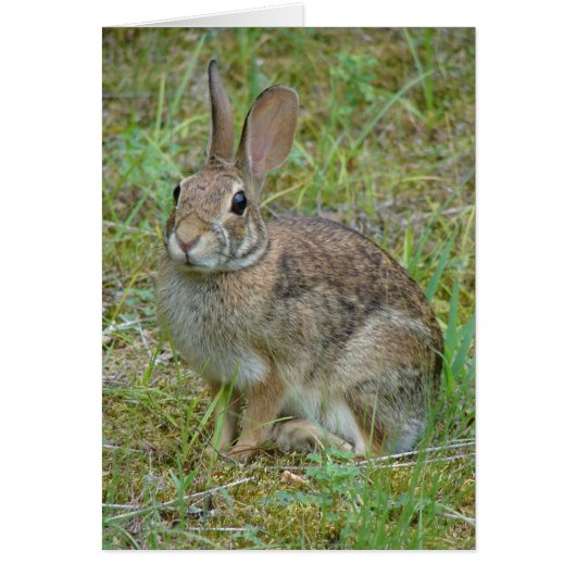 Wild Rabbit Eastern Cottontail Apparel and Gifts (Front)