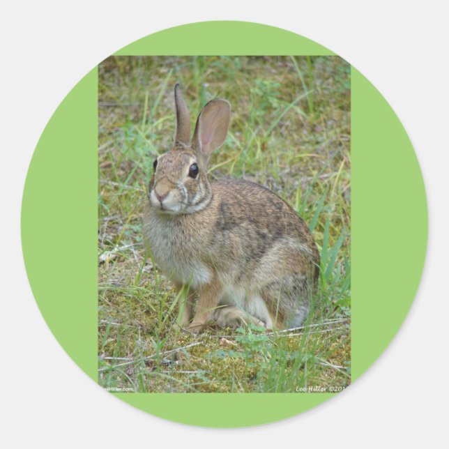Wild Rabbit Eastern Cottontail Apparel and Gifts Classic Round Sticker (Front)