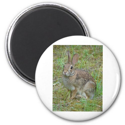 Wild Rabbit Eastern Cottontail Apparel and Gifts Magnet