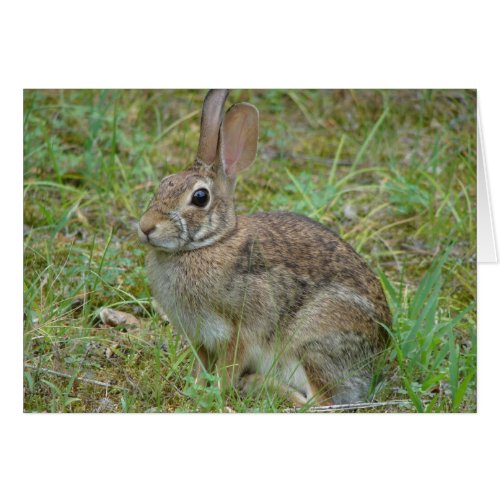Wild Rabbit Eastern Cottontail II Apparel  Gifts