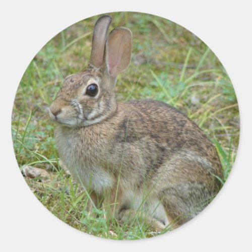 Wild Rabbit Eastern Cottontail II Apparel  Gifts Classic Round Sticker