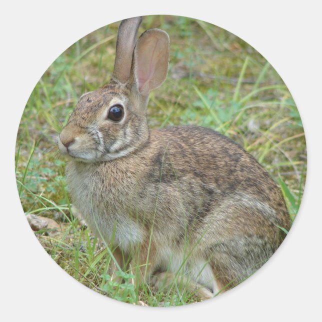 Wild Rabbit Eastern Cottontail II Apparel & Gifts Classic Round Sticker (Front)