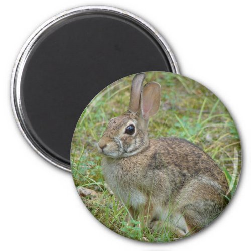 Wild Rabbit Eastern Cottontail II Apparel  Gifts Magnet