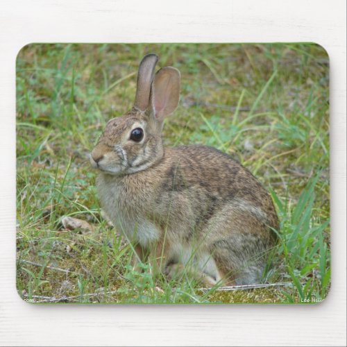 Wild Rabbit Eastern Cottontail II Apparel  Gifts Mouse Pad