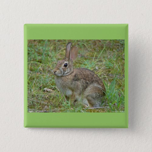 Wild Rabbit Eastern Cottontail II Apparel  Gifts Pinback Button