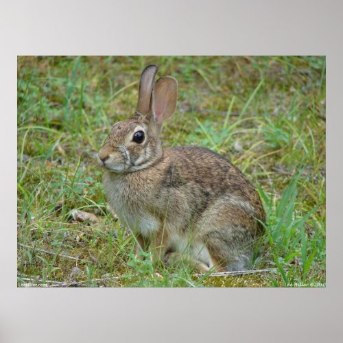 Wild Rabbit Eastern Cottontail II Poster