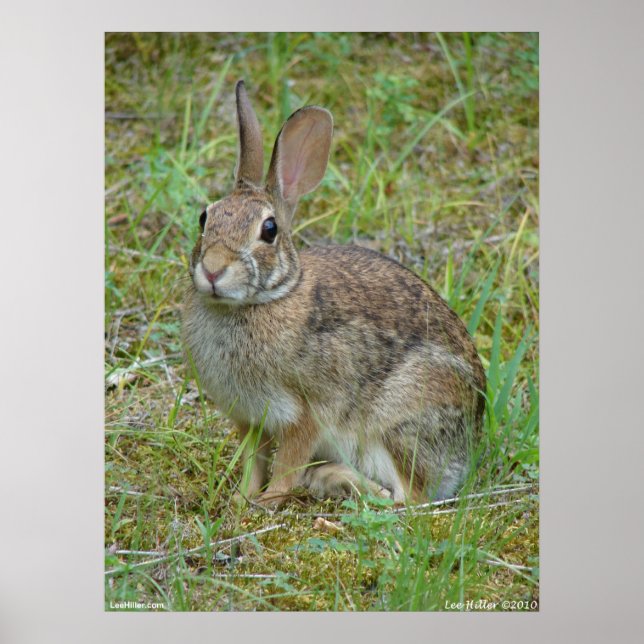 Wild Rabbit Eastern Cottontail Poster (Front)
