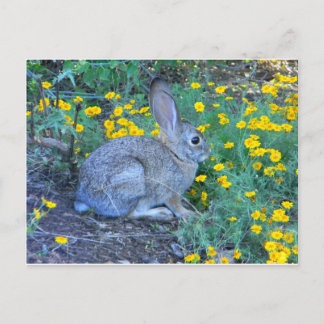 Wild Rabbit in Yellow Flowers Postcard