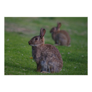 Wild Rabbit Photo Print
