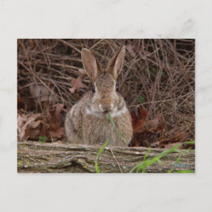 Wild rabbit postcards