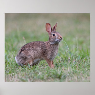 Wild Rabbit Poster