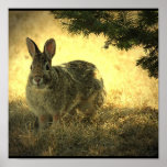 Wild Rabbit Poster Print