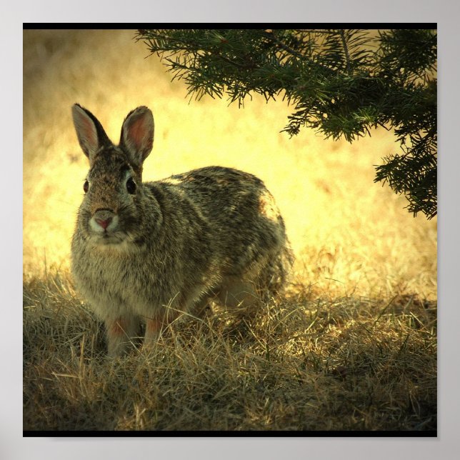 Wild Rabbit Poster Print (Front)