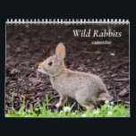 Wild Rabbits Calendar<br><div class="desc">Calendar made from our collection of wild rabbit photos.</div>