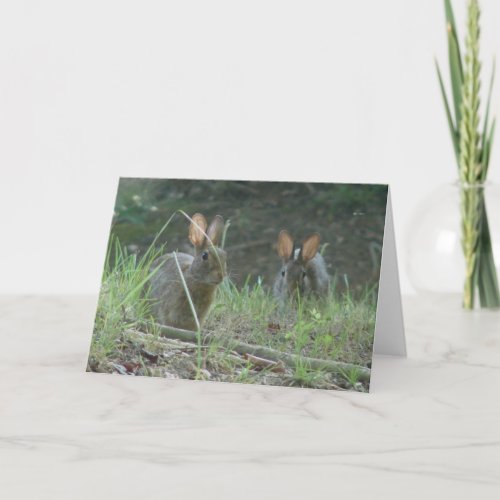 Wild Rabbits Eastern Cottontail Pair Apparel Gifts Holiday Card