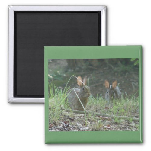 Wild Rabbits Eastern Cottontail Pair Apparel Gifts Magnet