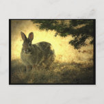 Wild Rabbits Postcard