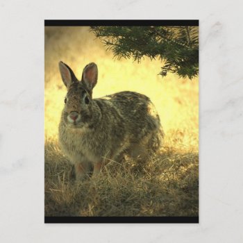 Wild Rabbits Postcard by WildlifeAnimals at Zazzle