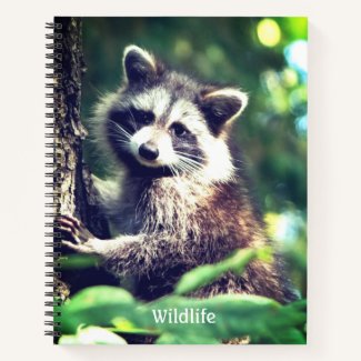 Wild Raccoon on the Jungle