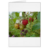 Wild Raspberri (Front)