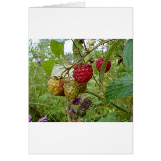 Wild Raspberri Cards (Front)