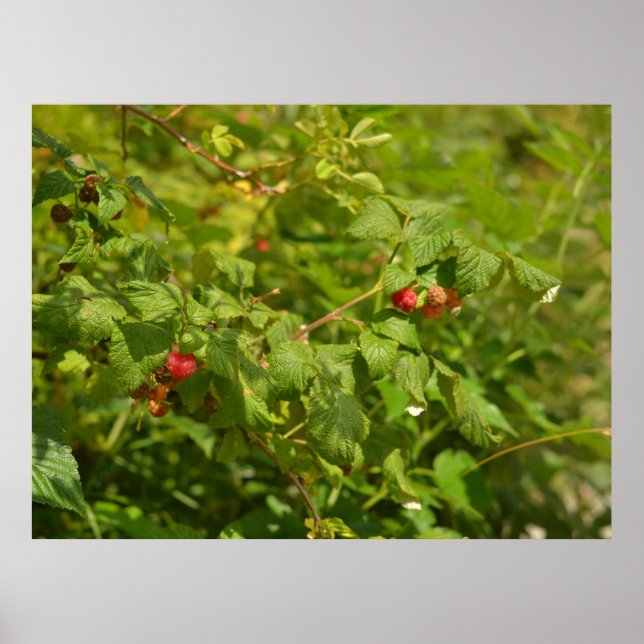 Wild Raspberries in the Alps - Green & Red Photo Poster (Front)
