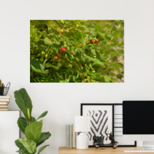Wild Raspberries in the Alps - Green & Red Photo Poster