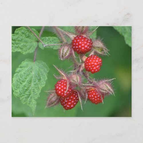 Wild Raspberries Postcard