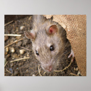 Wild Rat Poster