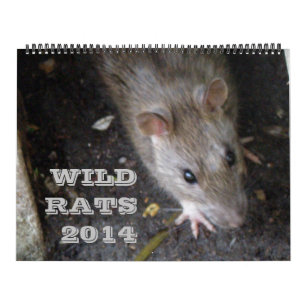 Wild Rats 2014 Calendar